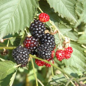 BIO Dornenlose Brombeere 'Thornless Evergreen' M