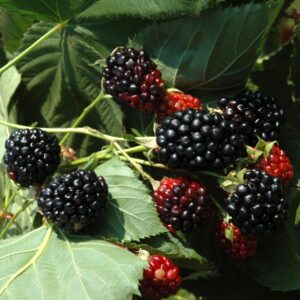 BIO Himbeere 'Black Jewel'
