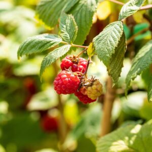BIO Himbeere 'Willamette' M