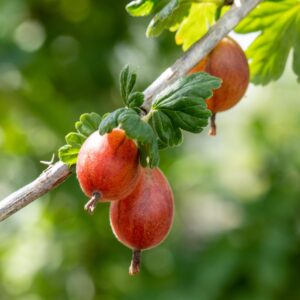 BIO Rote Stachelbeere 'Hinnonmäki Röde' M