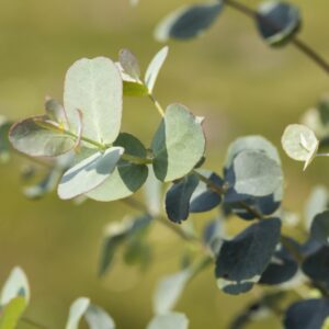 Eukalyptus