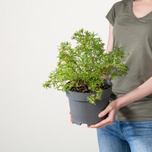 Fingerkraut 'Bellissima®'