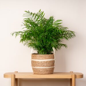 Seegras Korb Henkel Natur - 23 cm
