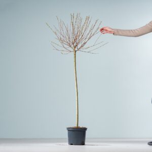 Harlekinweide 'Hakuro Nishiki' - Stämmchen