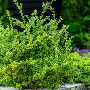 Ilex 'Glorie Dwarf'