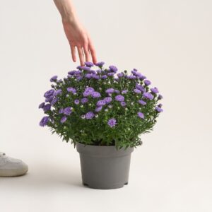 Kissenaster 'Dumosus'