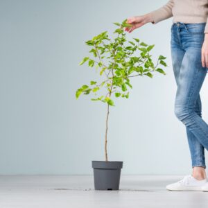 Maulbeere 'Mojo Berry®' - Stämmchen