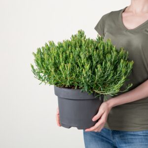 Rosmarinheide 'Compacta'