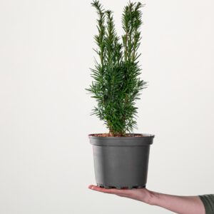 Säulen-Eibe 'Fastigiata Robusta' S