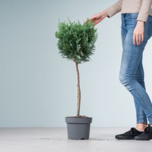Scheinzypresse 'Columnaris' - Stämmchen