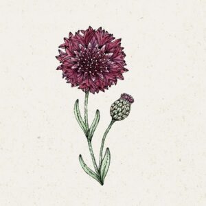 Jora Dahl Saatgut Kornblume 'Black Ball'