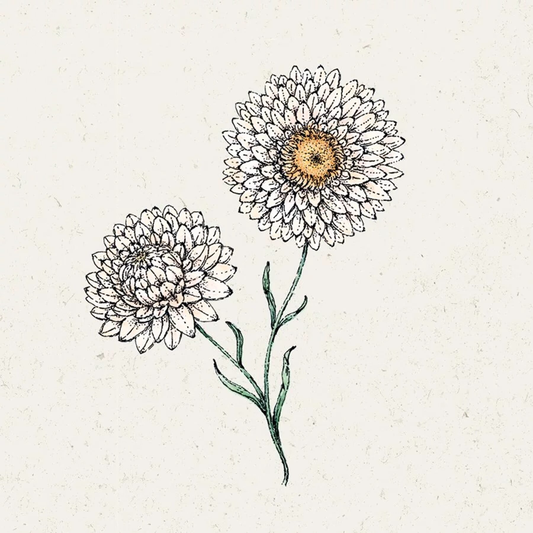Jora Dahl Saatgut Strohblume 'White' – Bild 2