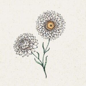 Jora Dahl Saatgut Strohblume 'White'