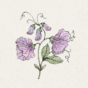Jora Dahl Saatgut Duftwicke 'Elegance Lavender'