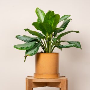 Blumentopf mit Untersetzer Keramik Ocker - 20 cm