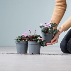 Rosa Frühlings-Alpenveilchen - 3 Stück