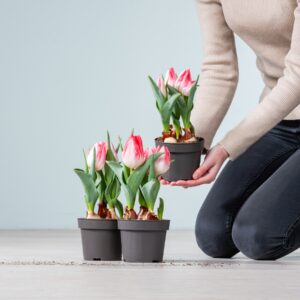 Tulpen Rosa - 3 Stück