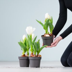 Tulpen Weiß - 3 Stück
