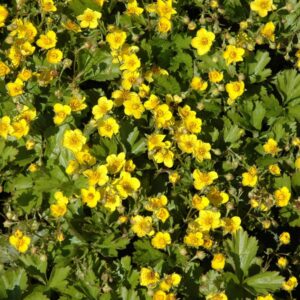 BIO Waldsteinie - 3 Stück