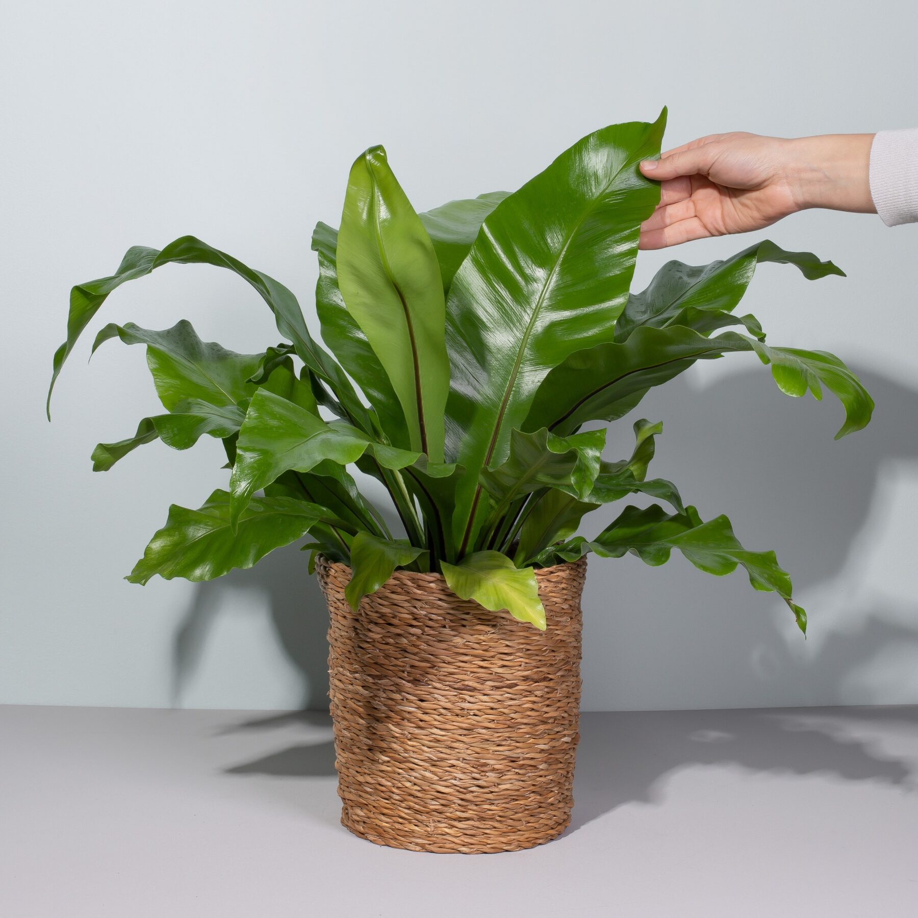 Asplenium 'Nidus' – Bild 2
