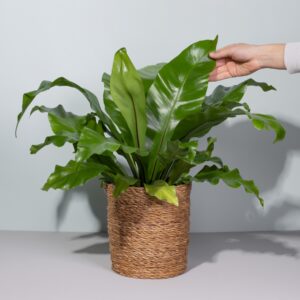 Asplenium 'Nidus'