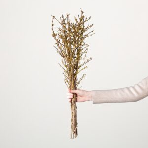 Forsythie 'Intermedia'  Zweige - 1 Bund
