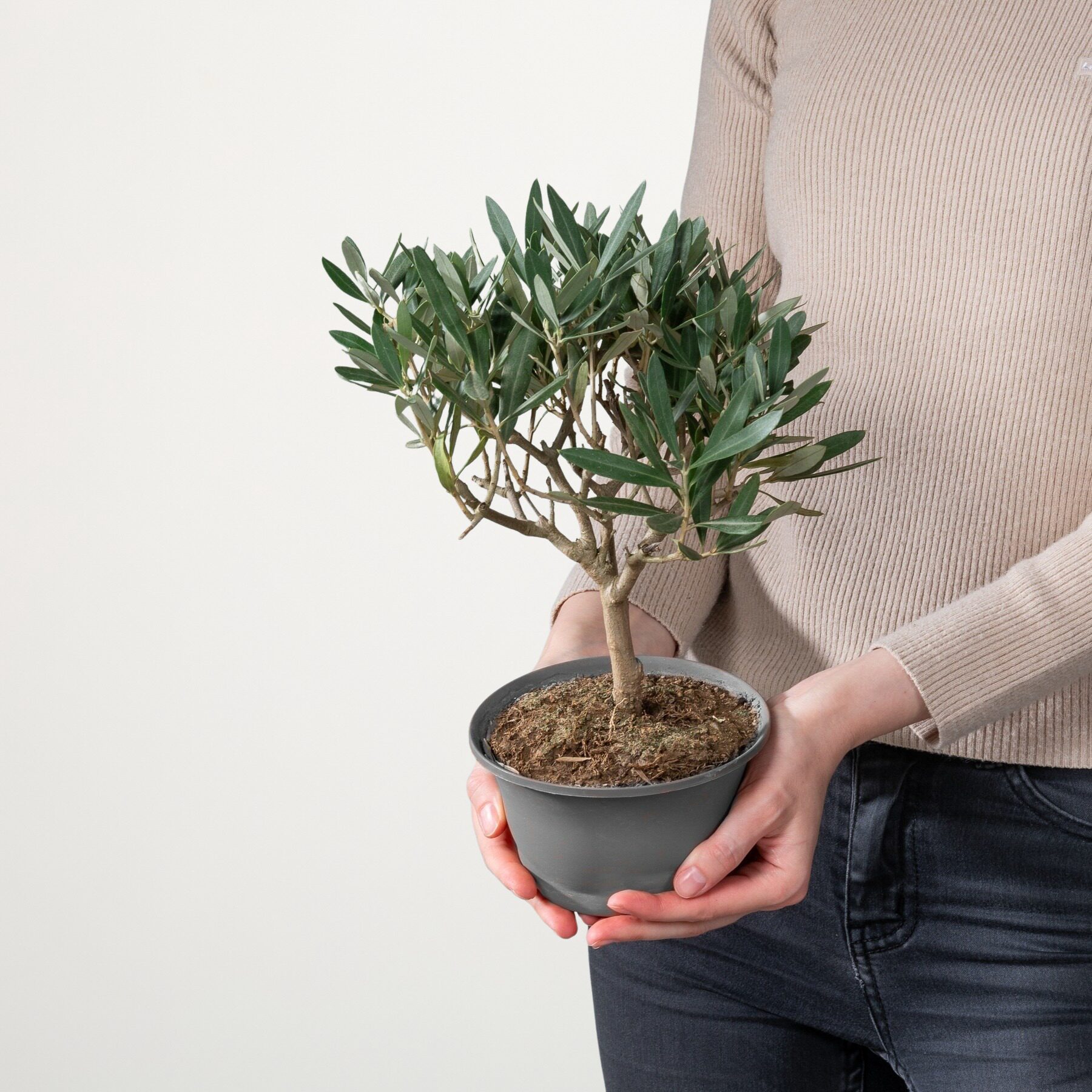 Olive 'Europaea'