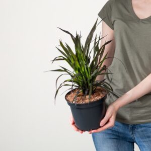 Reispflanze 'Marsala'
