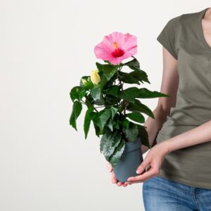 Zimmerhibiskus Pink