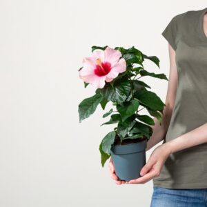 Zimmerhibiskus Rosa