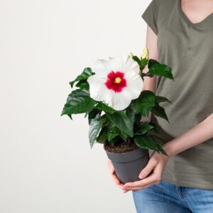 Zimmerhibiskus Weiß