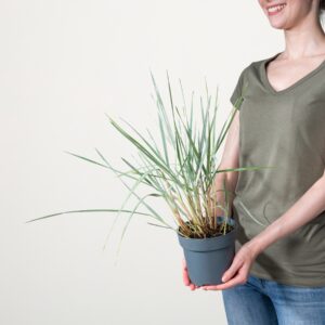 Strandroggen 'Blue Dune'