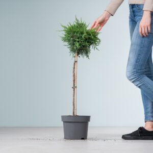 Wacholder 'Pfitzeriana Compacta' - Stämmchen