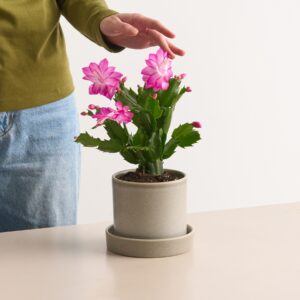 Weihnachtskaktus 'Schlumbergera' - rosa