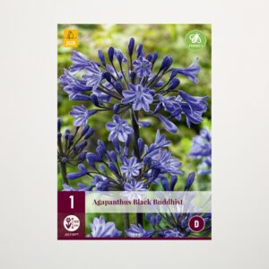 Agapanthus 'Black Buddhist' - Zwiebel