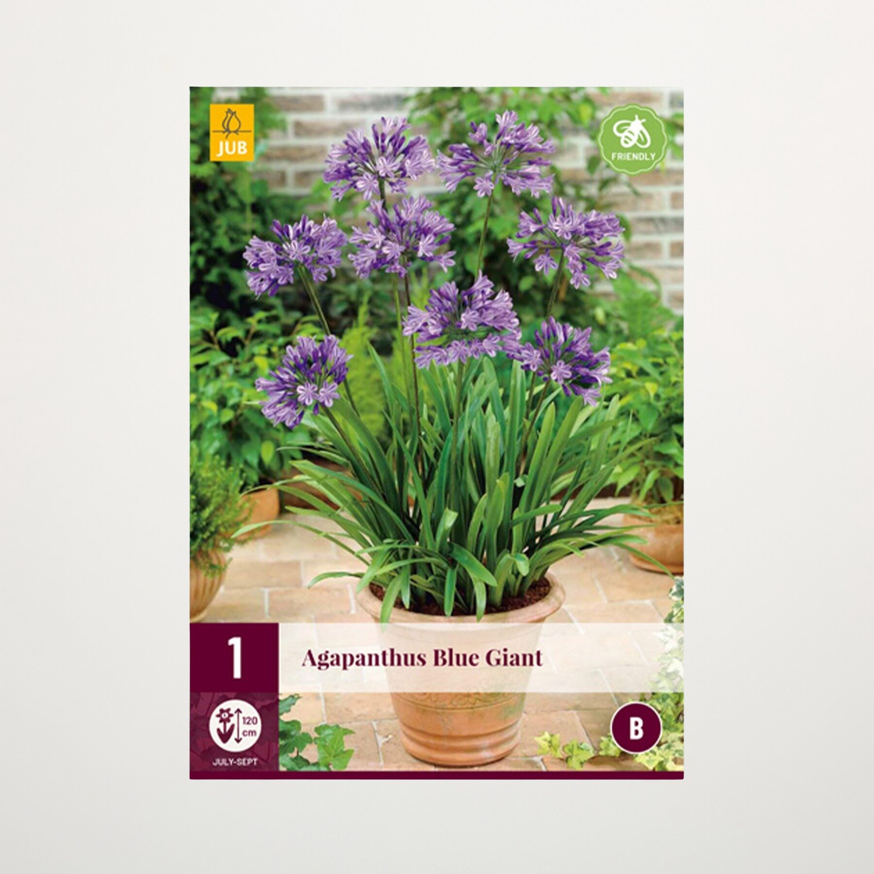 Agapanthus 'Blue Giant' - Zwiebel – Bild 2