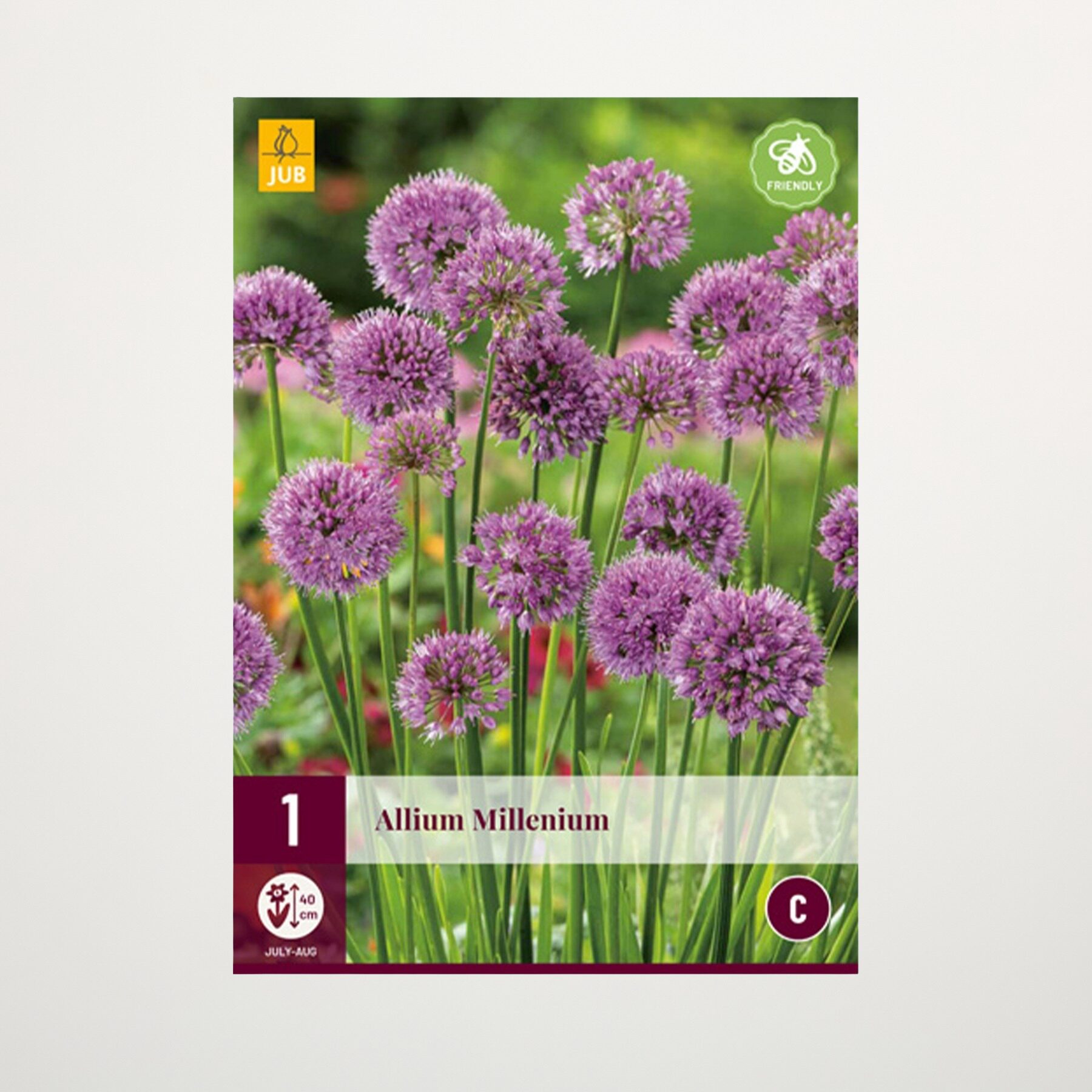 Allium 'Millenium' - Zwiebel
