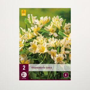 Inkalilie 'Lutea' - 2 Knollen