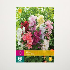 Stockrosen Mix - 10 Knollen