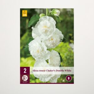 Gefüllte Stockrose 'Double White' - 2 Knollen