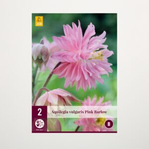 Gefüllte Akelei 'Pink Barlow' - 2 Knollen