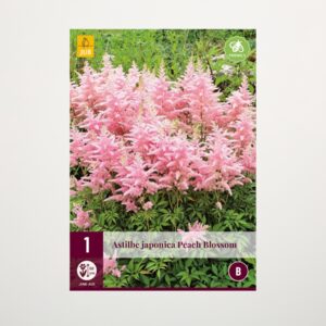 Astilbe 'Peach Blossom' - Knolle