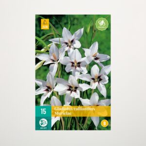 Abessinische Gladiolen - 15 Knollen