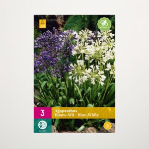 Agapanthus blau, weiß - 3 Zwiebeln