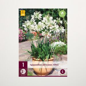 Agapanthus 'Albus' - Zwiebel
