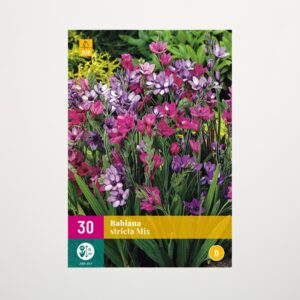 Affenbrot 'Stricta' Mix - 30 Knollen