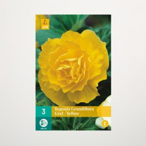 Begonie 'Grandiflora' gelb - 3 Stück Knolle