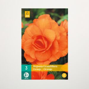Begonie 'Grandiflora' orange - 3 Knollen