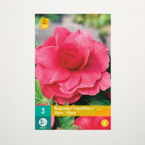 Begonie 'Grandiflora' pink - 3 Knollen