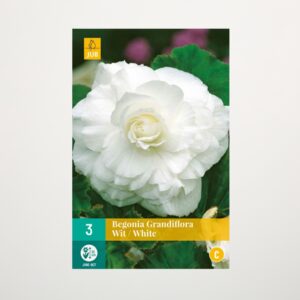 Begonie 'Grandiflora' weiß - 3 Knollen